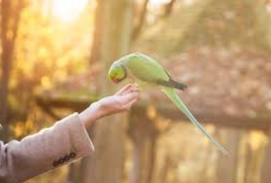 Bird Feeding